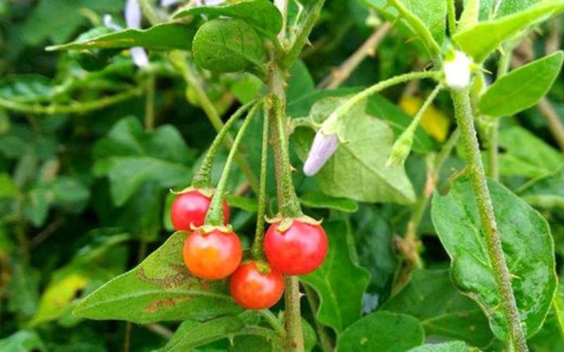 Cà gai leo có quả mọng, hình cầu nhẵn, có cuống dài, khi chín có màu đỏ