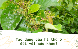ha-thu-o